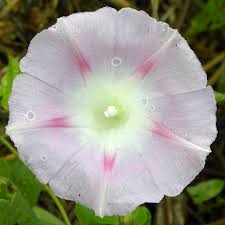 Image result for Ipomoea tenuipes