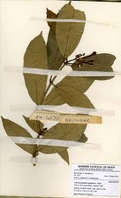 Image result for Tabernaemontana eglandulosa