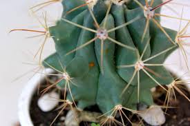 So i've got this little potted cactus, and it's been growing white mold, both in the soil and on the cactus itself. Rust Fungus