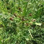 Image result for Cyperus alopecuroides
