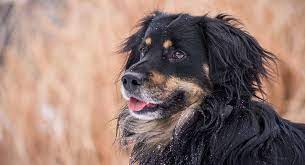 St bernard bernese mountain dog size comparison. Bernese Mountain Dog Mix Breed Dogs Big Mixes With Big Personalities
