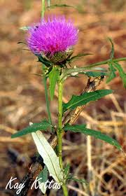Image result for Cirsium