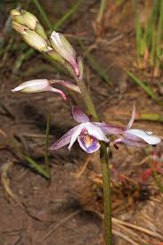 Image result for Eulophia hians