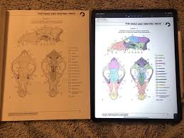 Английский at least since michelangelo, serious artists of the genre have known the value of a clinical study of anatomy. Scanned In Pages From My Anatomy Coloring Book Honestly Looks Better On The Ipad Ipad