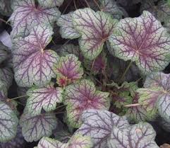 Image result for heuchera americana