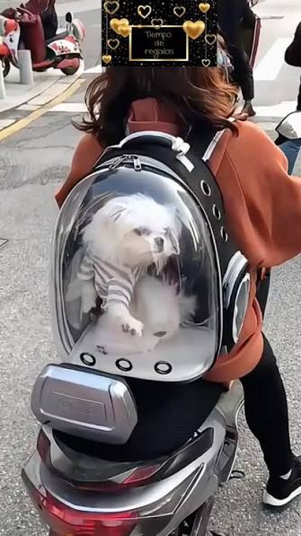 ✨Mochilas Transportadoras para Mascotas – Hasta 6 kg Llevá a tu mascota a  todas partes con estas mochilas transportadoras súper cómodas, seguras y  llenas de estilo. Están diseñadas con un frente rígido