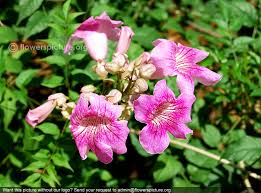 Image result for Podranea brycei