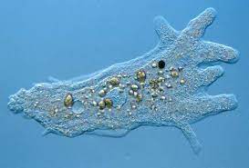 We did not find results for: How These 26 Things Look Like Under The Microscope With Diagrams