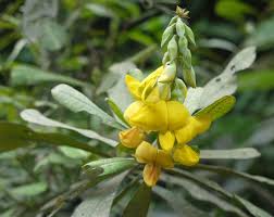 Image result for Crotalaria schliebenii