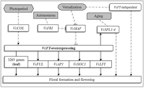 How to clone blueberry bushes. Transcript Profile Of Flowering Regulatory Genes In Vcft Overexpressing Blueberry Plants