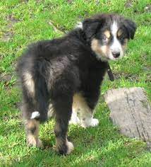 Glimmercroft English Shepherds English Shepherd English Shepherd Puppy Dogs And Puppies