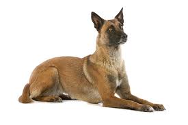It has a flat skull, almond shaped eyes, a moderate stop (point at which the muzzle meets the forehead) and triangular, erect ears. Belgian Shepherd Dog Malinois Breed Guide Petbarn