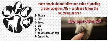 Adopt a dog, cat or other animal in pakistan. Adopt A Pet Home Facebook