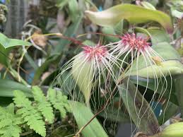 Bulbophyllum thai spider (medusa x gracillimum). Bulbophyllum Thai Spider