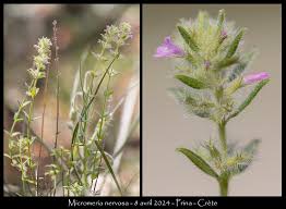 Image result for Micromeria