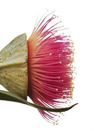 Nullarbor Rose Flores Exoticas Flores Inusuales Flores Australianas