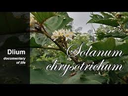 Image result for Solanum chrysotrichum