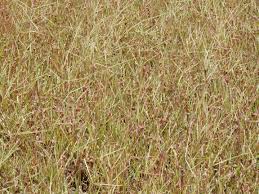 Image result for Chrysochloa