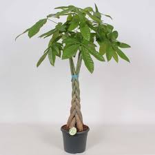 Image result for pachira obrázek