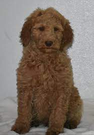We did not find results for: Alex Male Goldendoodle Pupper For Sale At Grabill Indiana Vip Funny Cat Gifts Goldendoodle Goldendoodle Puppy