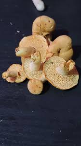 Image result for Dentinum repandum