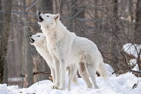 Maybe you would like to learn more about one of these? Arctic Wolf Facts And Beyond Biology Dictionary
