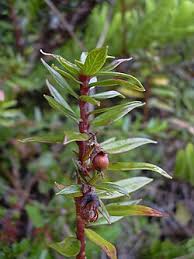 Image result for Lysimachia ruhmeriana