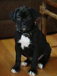 A boxer's ears are set high and can be either cropped or kept natural. Black Boxer Puppy For Sale Zoe Fans Blog Black Boxer Puppies Boxer Puppies Boxer Dogs