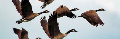 The company operates in two segments, corporate channel and franchise channel. Goosehead Insurance Inc Annualreports Com