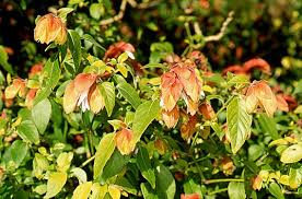 Image result for Justicia tenella