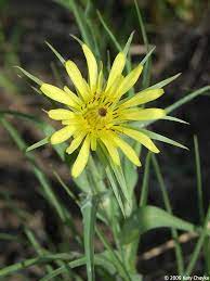 Tragopogon Dubius Yellow Goat S Beard Minnesota Wildflowers