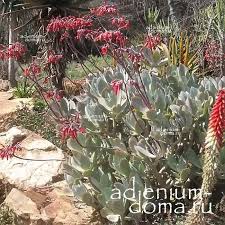 Image result for Cotyledon barbeyi
