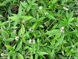 Image result for Spermacoce ruelliae