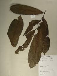 Image result for isolona lebrunii