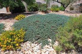 Check spelling or type a new query. Ground Cover Plants The Old Farmer S Almanac