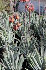 Image result for Falkia oblonga