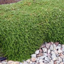 Image result for Cliffortia serpyllifolia