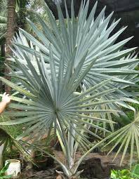 It is easy to use and the customer support is fantastic. arborjet success keith f., denver, co i used azasol on a very persistent thrip problem on my orchids, 3 times at the recommended rate and interval. Plant Of Bismarckia Nobilis Silver Palm Growing In A 14 Tree Pot And 18 24 Above The Soil The Bismar Palm Trees Landscaping Palm Plant Tropical Landscaping