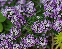 Pin On Holly Green Thumb