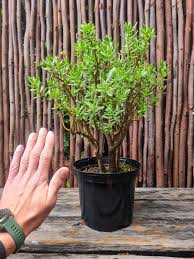Image result for Crassula sarcocaulis