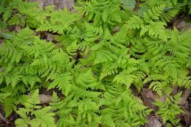 Image result for Gymnosporia arbutifolia