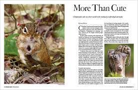 Some of the same foods that grow in gardens feed right into this furry rodent's menu. Chipmunks More Than Cute