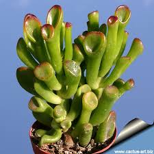Image result for Crassula alticola