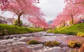 Oct 18, 2017 · animated wallpaper is a cross between a screensaver and desktop wallpaper. Download Japan Sakura Wallpapers For Android Desktop Background