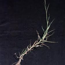 Image result for Schmidtia kalahariensis