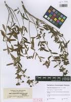 Image result for Euphorbia depauperata