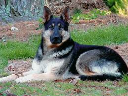 Maybe you would like to learn more about one of these? 48 German Shepherd Wallpaper Borders On Wallpapersafari