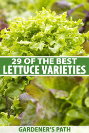 If you want green beans and shelling beans all summer, try classic southern beans like cowpeas, purple hull, and in the deep south, chinese red noodle beans.yard long beans also love heat and humidity. 29 Of The Best Lettuce Varieties For Your Garden Gardener S Path