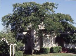 Image result for Albizia grandibracteata