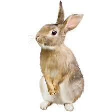 Bieennnvenueee Cheezzz Zeezeeetee Page 12 Liked On Polyvore Featuring Animals Wild Animals Pictures Cute Animals Rabbit Png